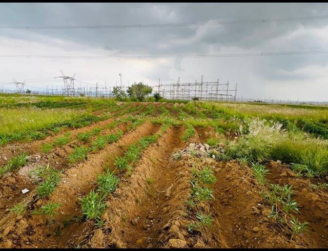 FARM FOR SALE IN BLUE HILLS